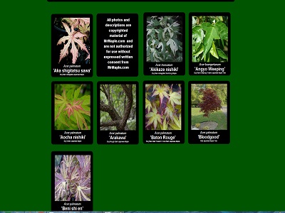 Japanese Maples by Name Alphabetical Order